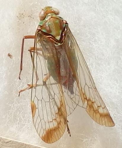 Réf. 224 596 : Taosa suturalis